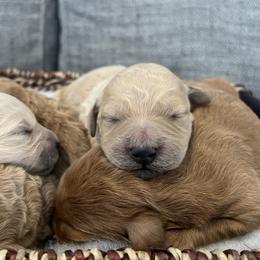 Goldendoodle Puppies from Mini Goldendoodles of New England