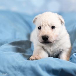 Girl 1 - female Berger Blanc Suisse puppy in Chestnut, Illinois from Fireside Fernweh