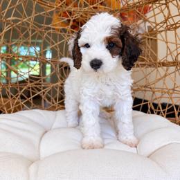 Donald - Parti male Poodle puppy in Yuciapa, California from AlltheDoodlez_