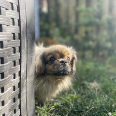 Tibetan Spaniel Puppies from Shangri-La Tibetan Spaniels