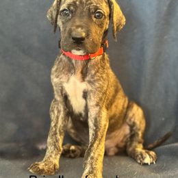 Great Dane Puppies from Mathias Danes