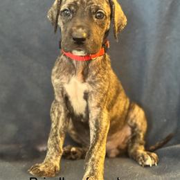 Great Dane Puppies from Mathias Danes