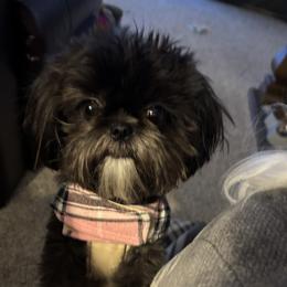 Amari - Shih Tzu