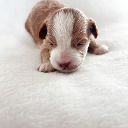 Goldendoodle and Maltipoo Puppies from Pnwfamilydoodles