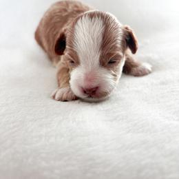 Goldendoodle and Maltipoo Puppies from Pnwfamilydoodles