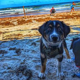 Australian Shepherd Puppies from Ace of Spades Australian Shepherds