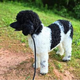 Assorted Doodle Crosses and Poodle All Grown Up from Jam's Doodles And Poodles