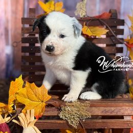 Lily 1,200 - Black and white female Border Collie puppy in Nashville, Arkansas from Whisenhunt Farms