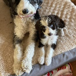 Aussiedoodle and Australian Shepherd Puppies from Junipersdoodles