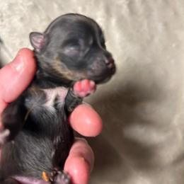 Pup 4 - Tri-colored female Pomeranian puppy in Zavalla, Texas from Precious Puff Poms