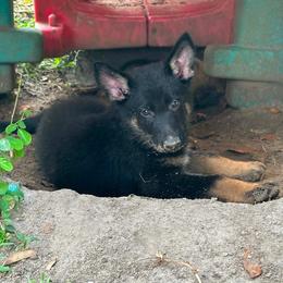Flag man - Bi-color male German Shepherd puppy in Inverness Highlands South, Florida from Von der Tetiaroa German Shepherd dogs