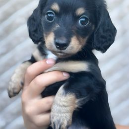 Zelda (Hexa) - Black and tan female Dachshund puppy in Lincoln, California from ForeversEdge Doxies