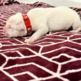 Red collar - Red male Cane Corso puppy in Snellville, Georgia from A Really Good Kennel