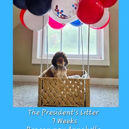 Reagan - Red and white female English Springer Spaniel puppy in Valdosta, Georgia from Eagle Trail Kennels