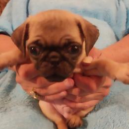 Boy 4 - Fawn male Pug puppy in Gadsden, Alabama from Gadsden Pugs
