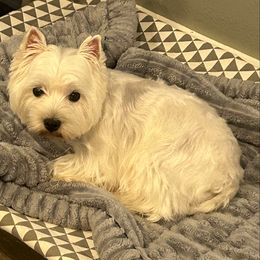 Lily - West Highland White Terrier