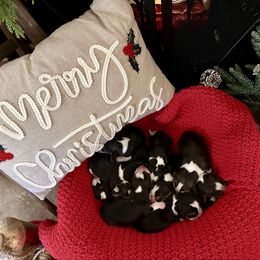 1st Choice - Black white and tan male Beagle puppy in Monticello, Georgia from Beaglelove