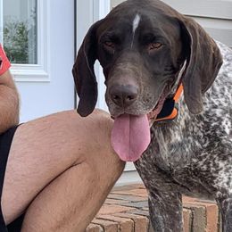 Ollie - German Shorthaired Pointer