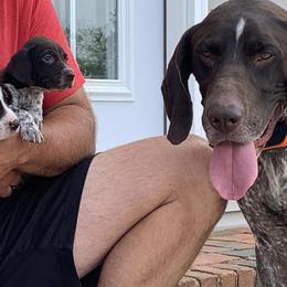 Ollie - German Shorthaired Pointer