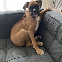 Boxer Puppies from Von Royal Dell'Infinite Deutscher
