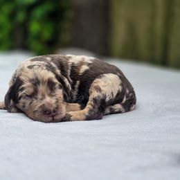 Lariat - Merle male Goldendoodle puppy in Centreville, Mississippi from Trin's Designer Doodles