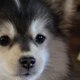 Pomskies from Alyssa’s pomsk’s