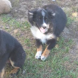Bowser - Black tri male Toy Australian Shepherd puppy in Ionia, Iowa from Sapphire Stables