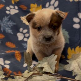 Girl 2 - Red speckled female Australian Cattle Dog puppy in Scurry, Texas from RedHorizon AKC Australian Cattle Dogs (Heelers)