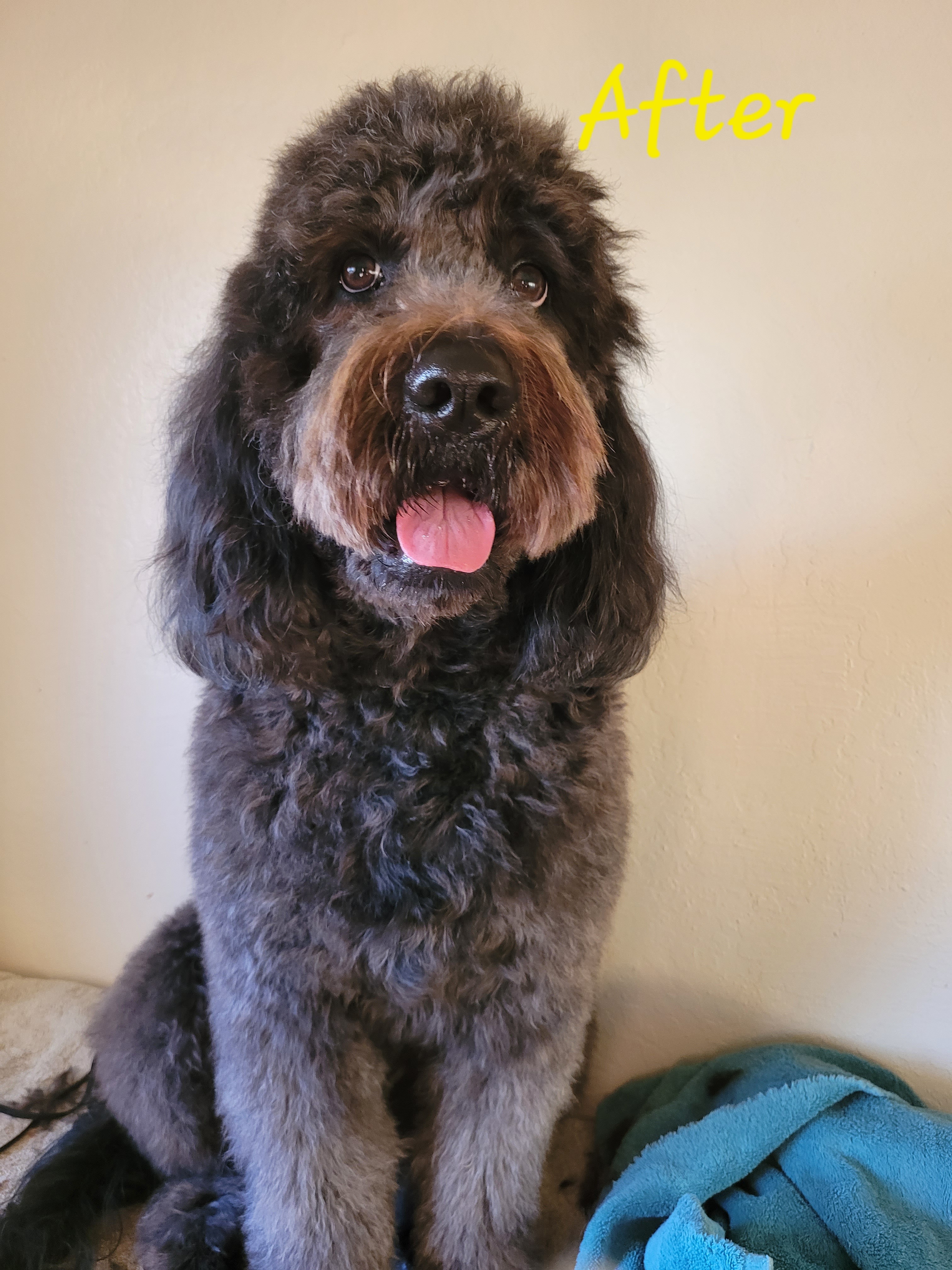 Goldendoodles from Grandpaw's Golden Doodles