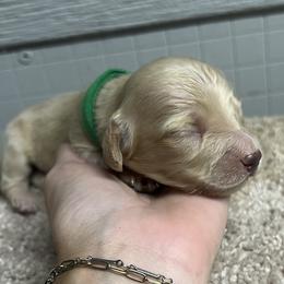 Tux - Green Collar - Cream male Dachshund puppy in Durant, Oklahoma from Rockin’ S Kennel