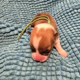 Boy 4 - male Pembroke Welsh Corgi puppy in Palm Bay, Florida from Space Coast Corgi