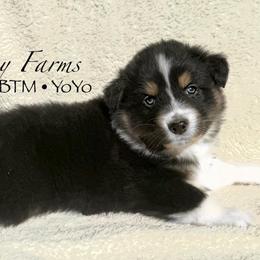BTM Yo-Yo - Black tri-color male Australian Shepherd puppy in Shelby, Alabama from Legacy Farms