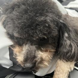Milo - Poodle