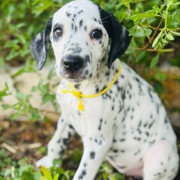 Yellow (LUA) - White and black female Dalmatian puppy in Westhoff, Texas from Smart Dalmatians