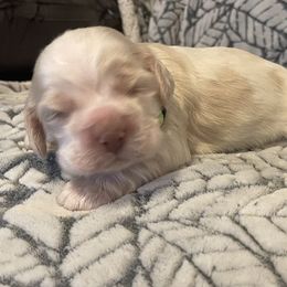 Cocker Spaniel Puppies from Hershey Sugar Rd Cockers