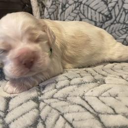 Cocker Spaniel Puppies from Hershey Sugar Rd Cockers