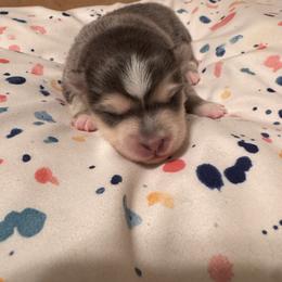 Gianni - Chocolate female Pomsky puppy in Bucyrus, Missouri from Hill Top Pomskies