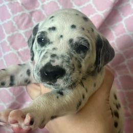 Baby Ruth - White and black female Dalmatian puppy in Austin, Texas from Dazzling Dalz