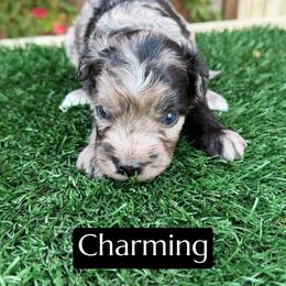 Charming - Blue merle male Aussiedoodle puppy in Bakersfield, California from Annie's Aussies