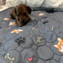 Dachshund Puppies from Kellie Bland