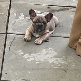 Hollywood - Blue fawn male French Bulldog puppy in Springfield, Virginia from Pardon My Frenchies