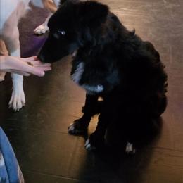 Black - Black & white male Australian Shepherd puppy in Pemberville, Ohio from Samara's Australian Shepherds