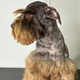 Skylar - Miniature Schnauzer