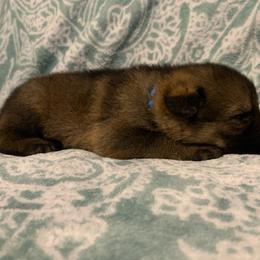 Male 5-light blue - Sable male German Shepherd puppy in Effingham County, Illinois from Delaney Working Dogs