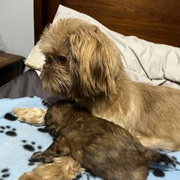 Kona - Shih Tzu