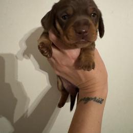 Carmelo - Chocolate and tan male Dachshund puppy in Whitehouse, Texas from Bonded Oaks Doxies