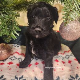 Mistletoe - Black female Goldendoodle puppy in Pennsylvania from Pennsylvanian Puppies