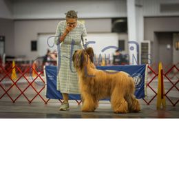Topaz - Briard