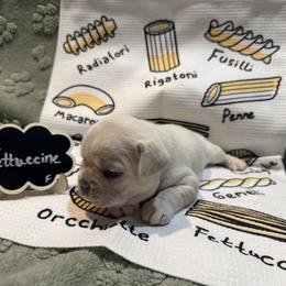 French Bulldog Puppies from Famiglia Frenchies