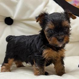 Joey SMALL - Blue and gold male Yorkshire Terrier puppy in Monticello, Iowa from Ashley’s Puppies